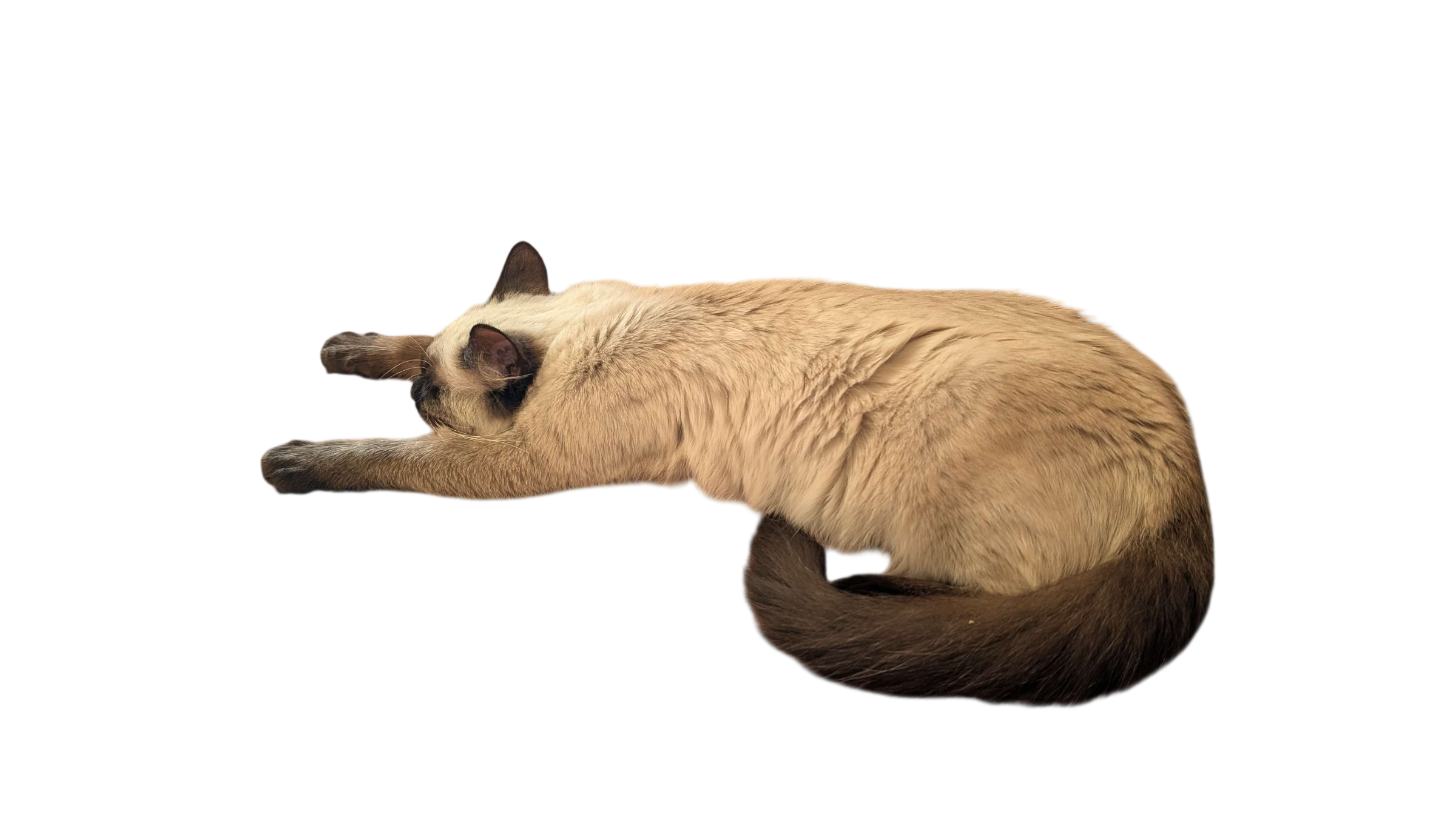 Luciole